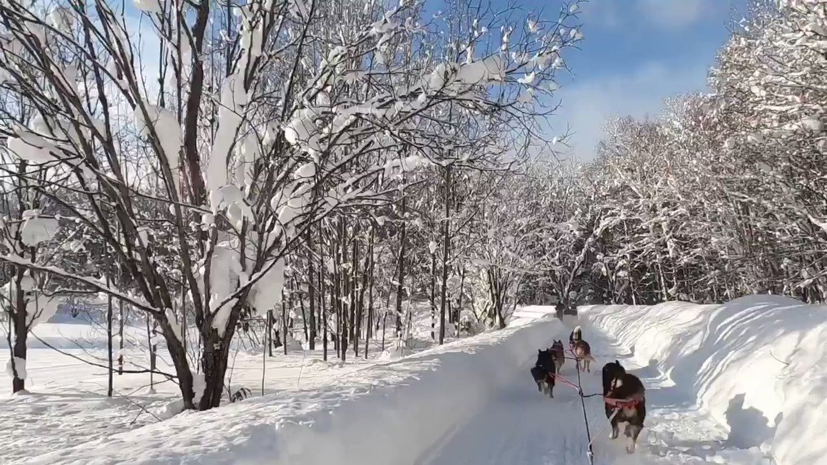 犬ぞりに乗ってる視点で撮影された動画 想像以上のスピード感と犬たちの楽しそうな表情 振り向いて安全確認してくれる Togetter 犬ぞりに乗ってる視点で撮影された動画 想像以上のスピード感と犬たちの楽しそうな表情 振り向いて安全確認してくれる Togetter