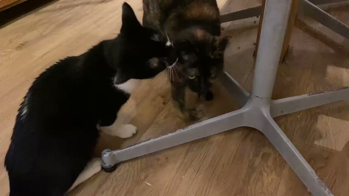 福岡の猫カフェキューリグ Nekocafekeurig Twitter