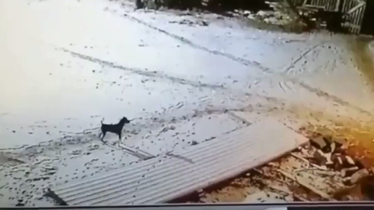 Russian farmer kills huge wolf with bare hands
https://t.co/BA6VrJAEFy
#wolf #Russia https://t.co/u5CAOKlFOJ