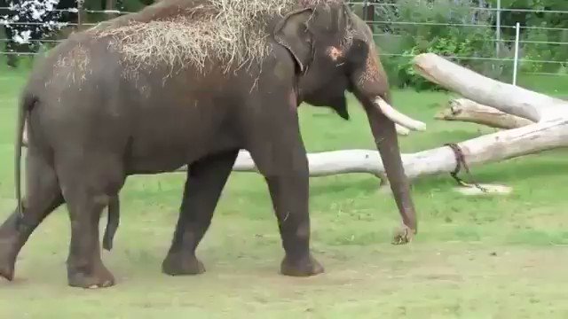 Elephant dick