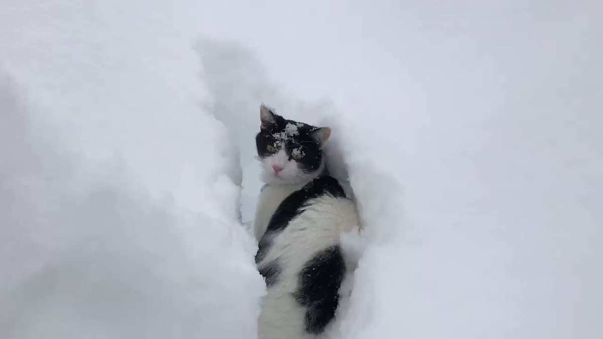 本日のラッセルネコ。 この後、私が雪かきして、無事なっぱカフェさん