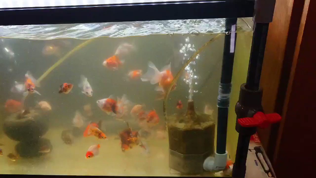 R K フィッシュレットの改造を見て水作エイトコアダストラップを改造しました 水槽内の塩ビが少し短すぎてホースで調整しました T Co Clpfl8emyr Twitter
