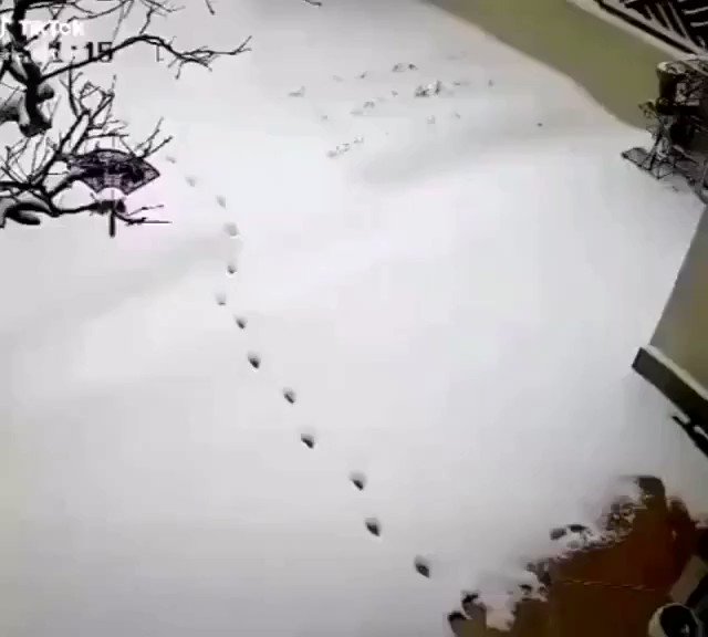 雪道の中、足が冷たいからか新たな足跡は残したくないからかw器用に歩く猫！