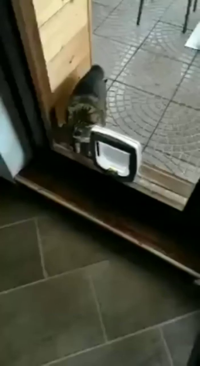 「初めて」はなんでも怖い。はじめての猫用ドアにブチ切れる猫！ｗｗ