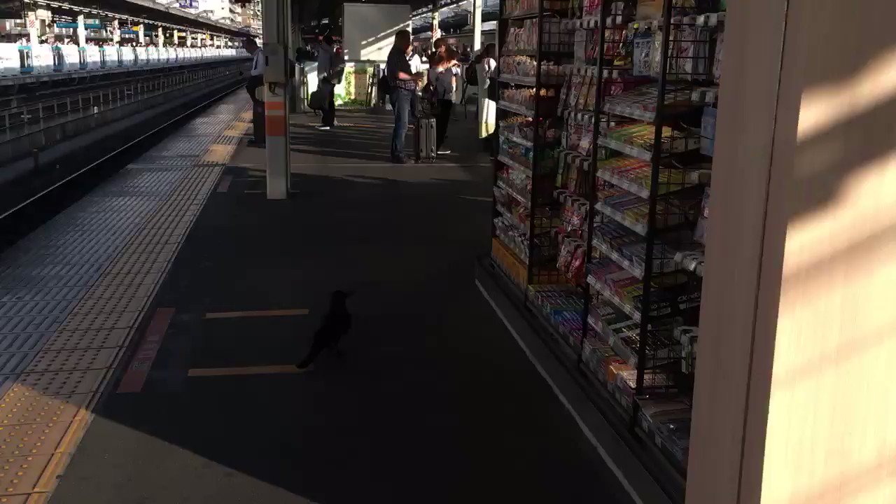 うえの N Ueno Twitter