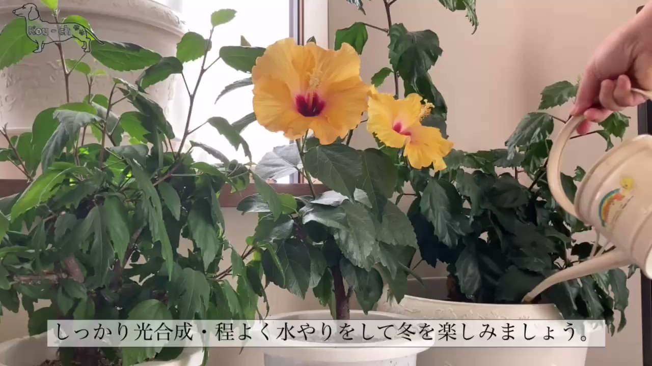 Youtubeこーチャンネル Youtubekouch Twitter