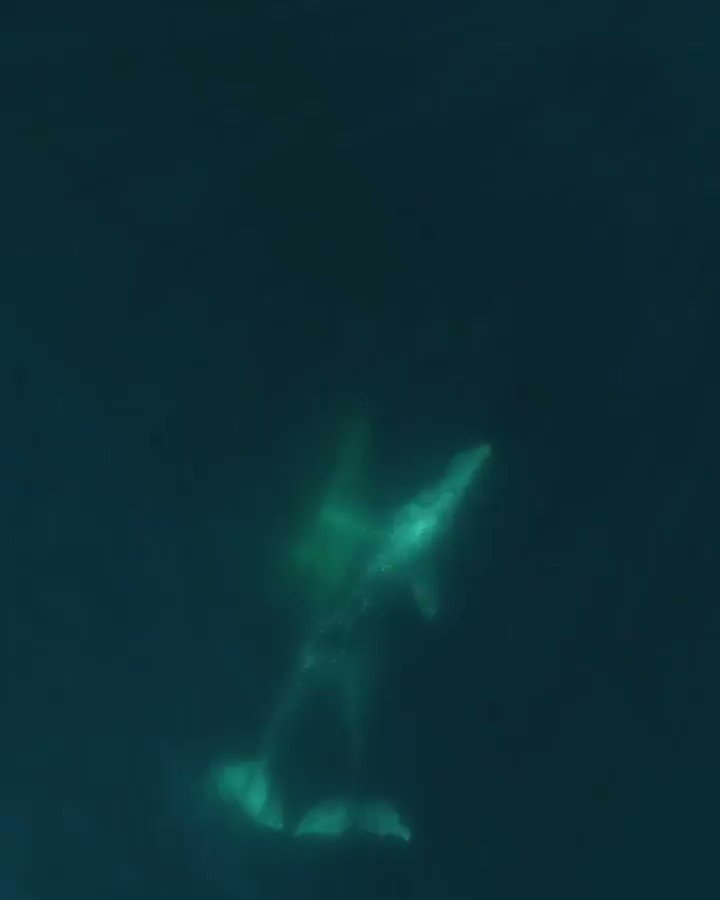 What's cooler than #whales?
#Dolphins surfing with gray whales 💙
#WednesdayMotivation
📹 @ slatermoorephotography (on Instagram) https://t.co/KQTkzan8Yc