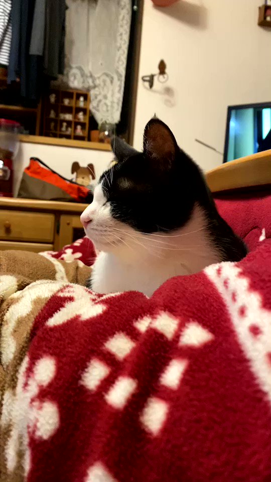 猫 ブルブルが気持ちいいニャ マッサージ機に乗ってくつろぐ猫ちゃんがかわいい ねとらぼ