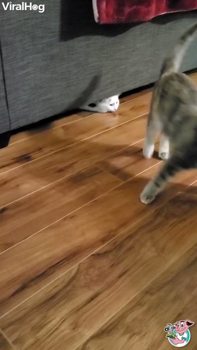 Figen.. (@TheFigen) on Twitter photo 2021-01-17 00:16:44 The coolest move Ive ever seen! ❤️🤣🤣 The coolest move Ive ever seen! ❤️🤣🤣