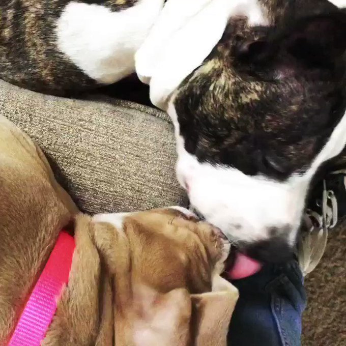 Puppy kisses #wholesome #pibbles 🐾🐕🥰🐶 https://t.co/FoTUTyLHsT