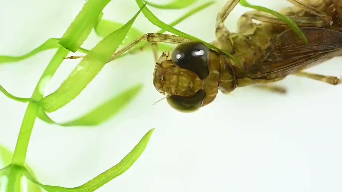 東京ズーネット 公式 ヤゴの餌っていったい何 メダカの水替え タイミングがわからない ザリガニを長生きさせるためには などなど お悩みの先生方に朗報 葛西臨海水族園では教員の方を対象として 水の生き物飼育に関するオンライン 東京ズーネット 公式 ヤゴの餌っていったい何 メダカの水替え タイミングがわからない ザリガニを長生きさせるためには などなど お悩みの先生方に朗報 葛西臨海水族園では教員の方を対象として 水の生き物飼育に関するオンライン