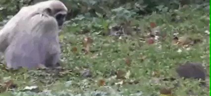 Yulia Putinseva in her hotel room stuck with a mouse without any hotel staff to assist due to her strict quarantine. Itโs basically the same as this monkey; nothing she can do but wave it away and hope it doesnโt come close ever. ๐พ๐๐๐ https://t.co/tsmFcyCvB4