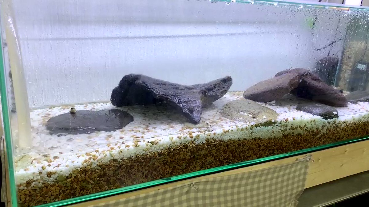 アンベアリー青森 Diy 生物 ミナミトビハゼ水槽レイアウトが遂にハゼスに認められた 嬉しい 今までは何回直しても何回変えても次の朝には砂利掘り返しまくってくちゃくちゃにされてしまっていた でもこのレイアウトにしてから1週間 ハゼスにいじ アンベアリー青森 Diy 生物 ミナミトビハゼ水槽レイアウトが遂にハゼスに認められた 嬉しい 今までは何回直しても何回変えても次の朝には砂利掘り返しまくってくちゃくちゃにされてしまっていた でもこのレイアウトにしてから1週間 ハゼスにいじ