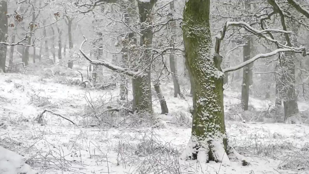 NatureScot (@nature_scot) on Twitter photo 17/01/2021 10:00:26 Snow falling in a silent Perthshire oakwood. #NatureScot #WildlifeMoment #MakeSpaceforNature #Winter Snow falling in a silent Perthshire oakwood. #NatureScot #WildlifeMoment #MakeSpaceforNature #Winter