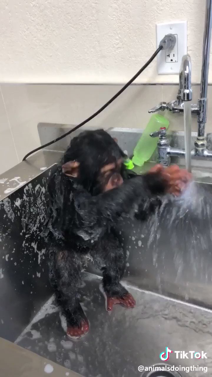 washing monkeys face meme|TikTok Search