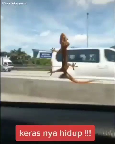 @luculucuaaan's video Tweet