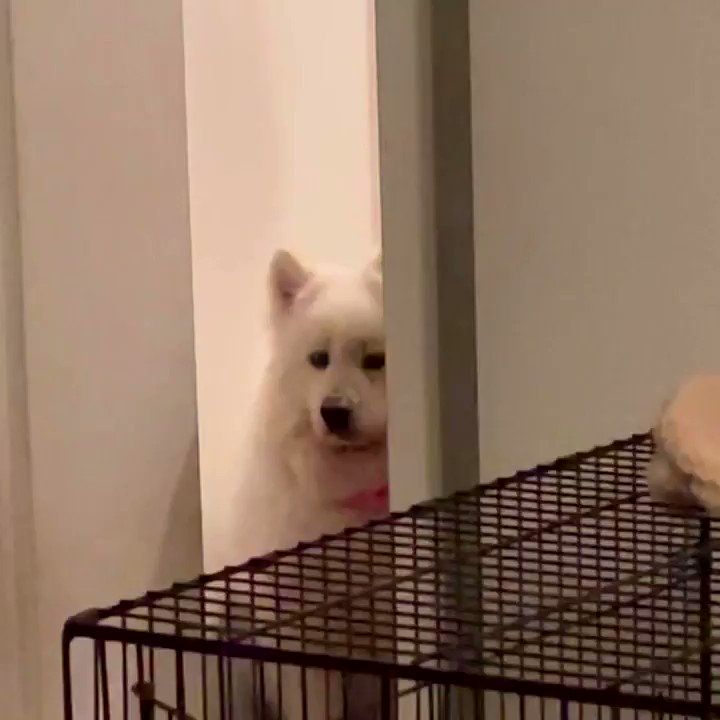 つるの剛士 年に数回しか見ることができないベロが口のなかに入っているアグオ先生 アグオ先生 サモエド もふ