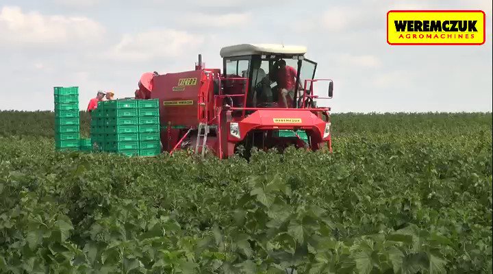 Modern harvesters for #berry 🫐🫐 #breeders!
Solutions suitable for small and big crop areas!
#agriculture #horticulture #farming #growing #breeding #aronia #currant #haskap #farmlife https://t.co/zKWnqvtLmb