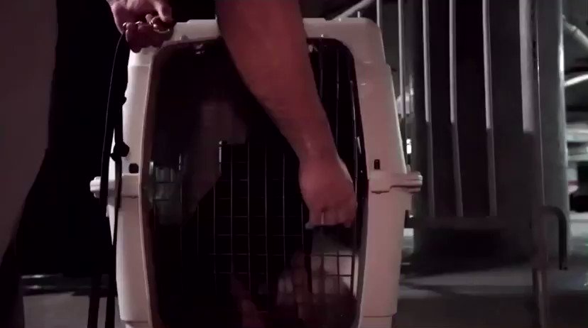 As fans set to return, the Miami Heat will use COVID-19-detection dogs to screen guests prior to entering the arena ๐ฏ
MORE: https://t.co/RpWpm2ooaz
https://t.co/EpBvvkF6Hq