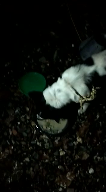 Amigos #Actualización #Dominic video realizado anoche en él espacio de paso que tenemos #Jamundi seguimos en la tarea muchas gracias a todos #FundacionAnimalistaSanMiguel https://t.co/lDQPOn8m7X