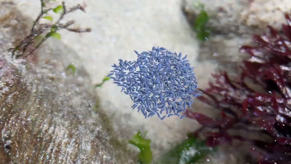 RT @LegoLostAtSea: Marine springtails. Not much social distancing going on there. https://t.co/Rj0fdlJ3hD