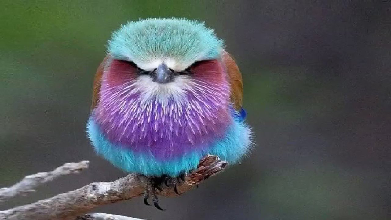 World birds on Twitter: 