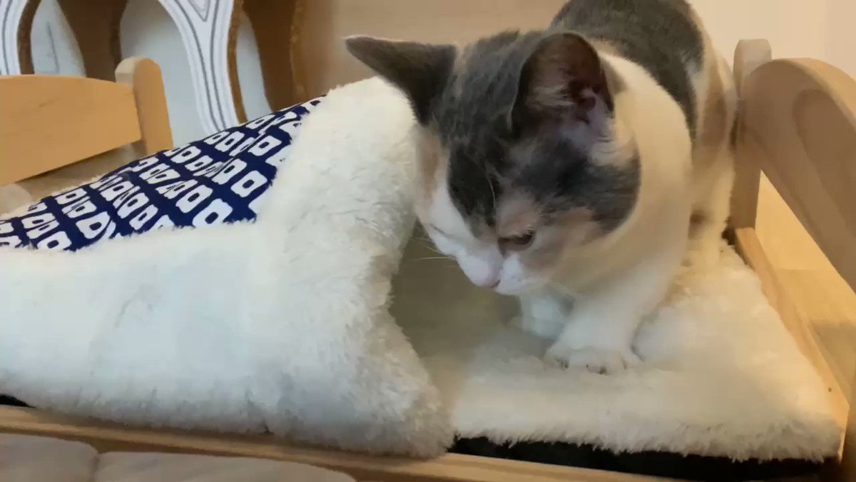 Ikeaの人形用ベッドと3coinsの布団組み合わせて猫用ベッドにした 違う そうじゃない 得意げなお顔ジワる Togetter