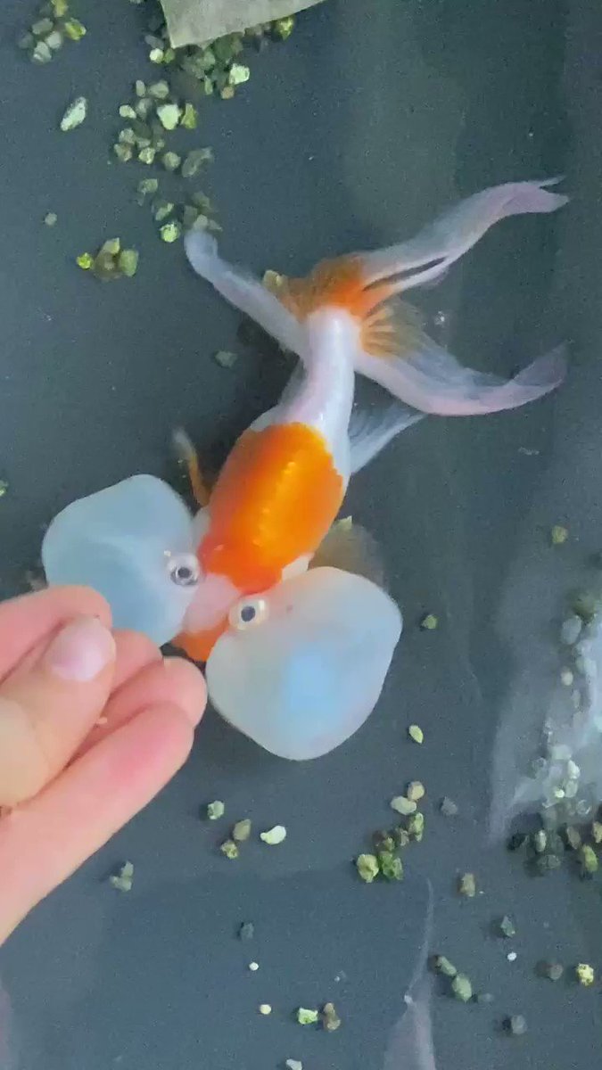 さらさらそーめん パクパクパク かわいい 金魚 魚 Cute 頬袋 Fish さらさらそーめん パクパクパク かわいい 金魚 魚 Cute 頬袋 Fish