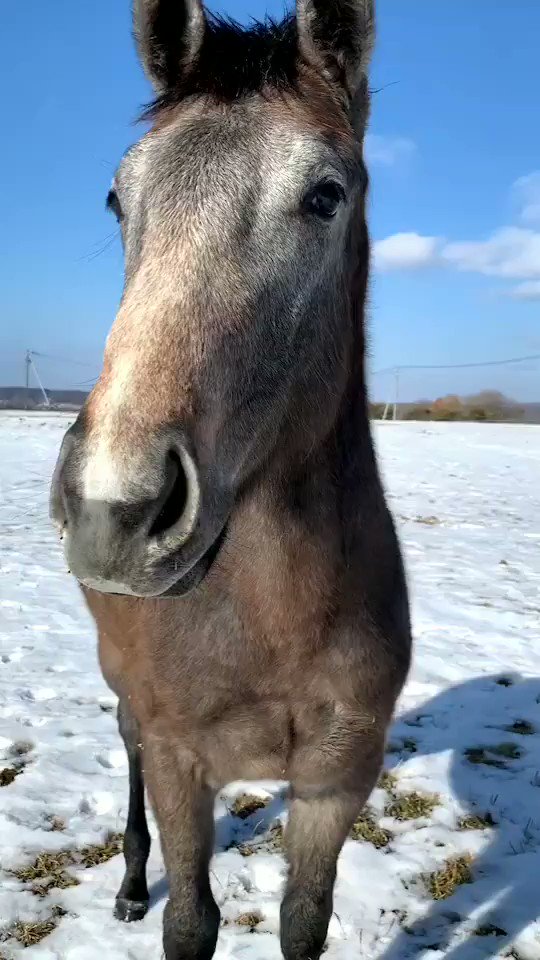 この時と比べるとだいぶ白くなって、可愛さも増しましたね☺️
#オーヴィレール の2020
#ただ10秒可愛いだけの動画
#下河辺ウイナーズ  