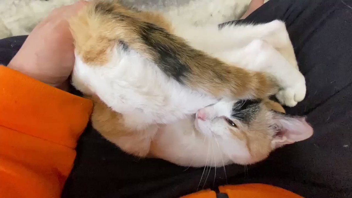 クセがすごい ポーズで誘惑するオスの三毛猫 甘え方がどんどん進化する猫ちゃんに飼い主さんメロメロ ねとらぼ