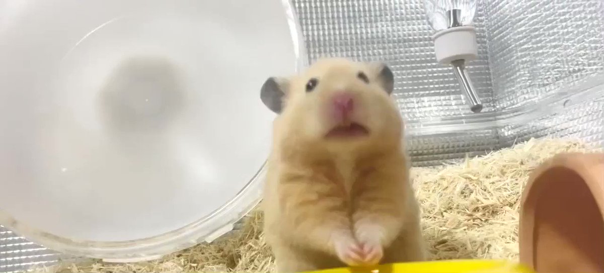 ハムスター X かわいい Hotワード