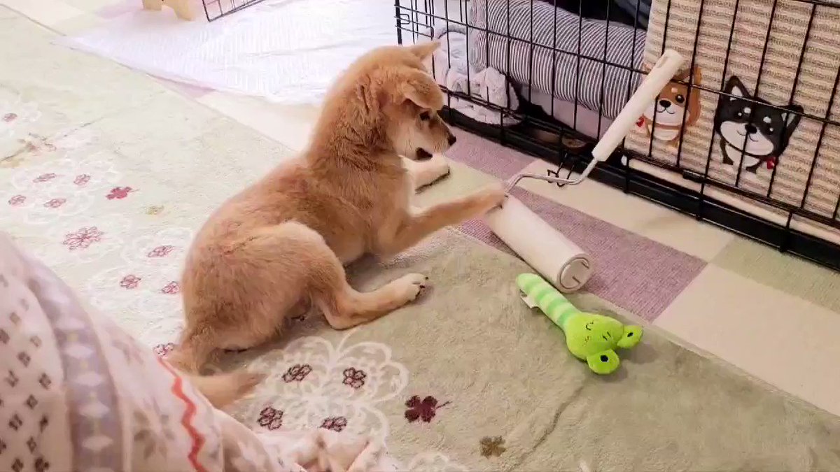犬 にっくきコロコロと戦ってた 吠え声出ます 犬 にっくきコロコロと戦ってた 吠え声出ます
