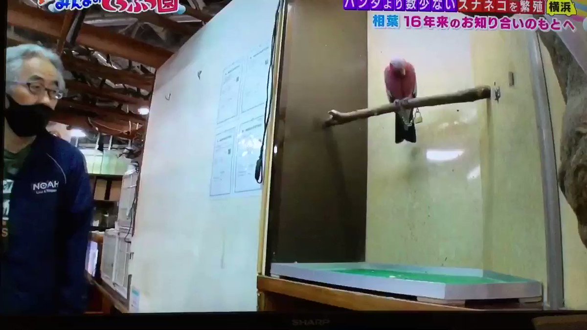インコ生活 昨日1 23の日テレ I Love みんなの動物園 の放送で モモイロインコが鎖で繋がれている との情報をもらい 確認したところ その通りでした 長年の飼育で床のエサを取れるようになったと説明がありましたが そんな取り方を覚えなく インコ生活 昨日1 23の日テレ I Love みんなの動物園 の放送で モモイロインコが鎖で繋がれている との情報をもらい 確認したところ その通りでした 長年の飼育で床のエサを取れるようになったと説明がありましたが そんな取り方を覚えなく