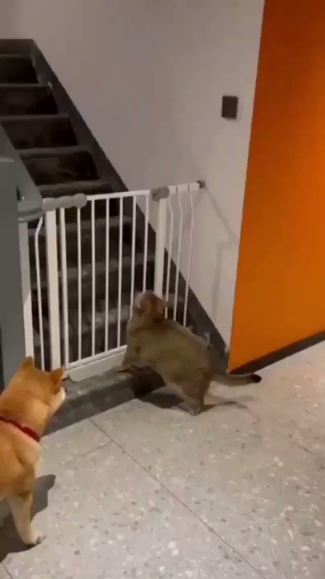 Bulu Bulu Kehidupan 🇲🇾 (@ulat_bulu_bulu) on Twitter photo 2021-01-24 13:51:47 Terkial-kial anjing tu tolong angkat tapi member berat sangat 😭 📽 : 兔八七 | IG Terkial-kial anjing tu tolong angkat tapi member berat sangat 😭 📽 : 兔八七 | IG