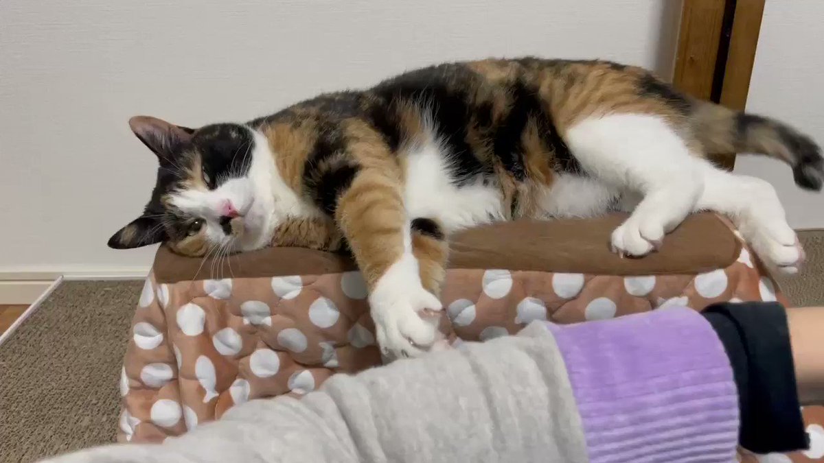 猫さま「今日はおさわりお断りニャ!」 ときどき断固としてさわらせ 日本最大のブランド にゃにゃパパ様専用 少年漫画