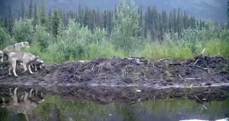 a large family of wolves captured by a wildlife camera in a national preserve in the yukon https://t.co/zxoqp3qOlu