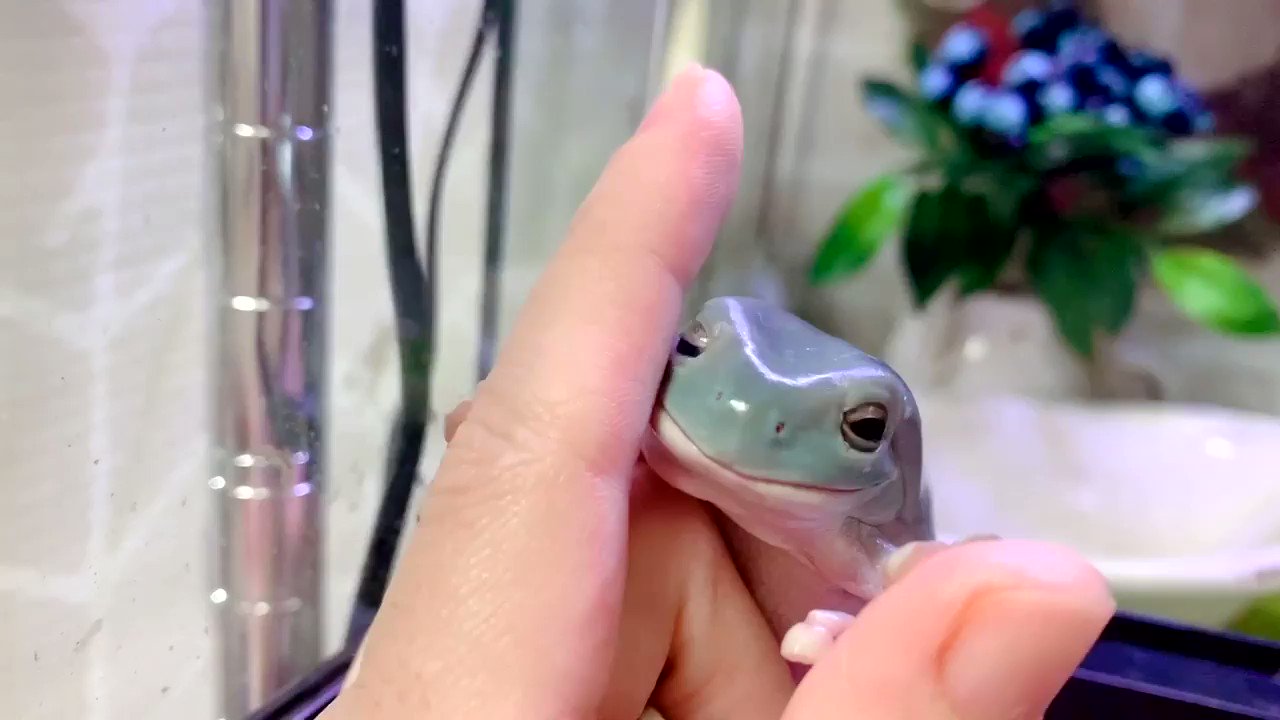 ぴよ カエルと暮らす お返事出来てませんが全部読んでます 沢山コメントありがとうございます お返事のかわりにルリちゃん 叩かれてた方 のデレデレ動画置いていきます T Co Jkz6zzja2q Twitter