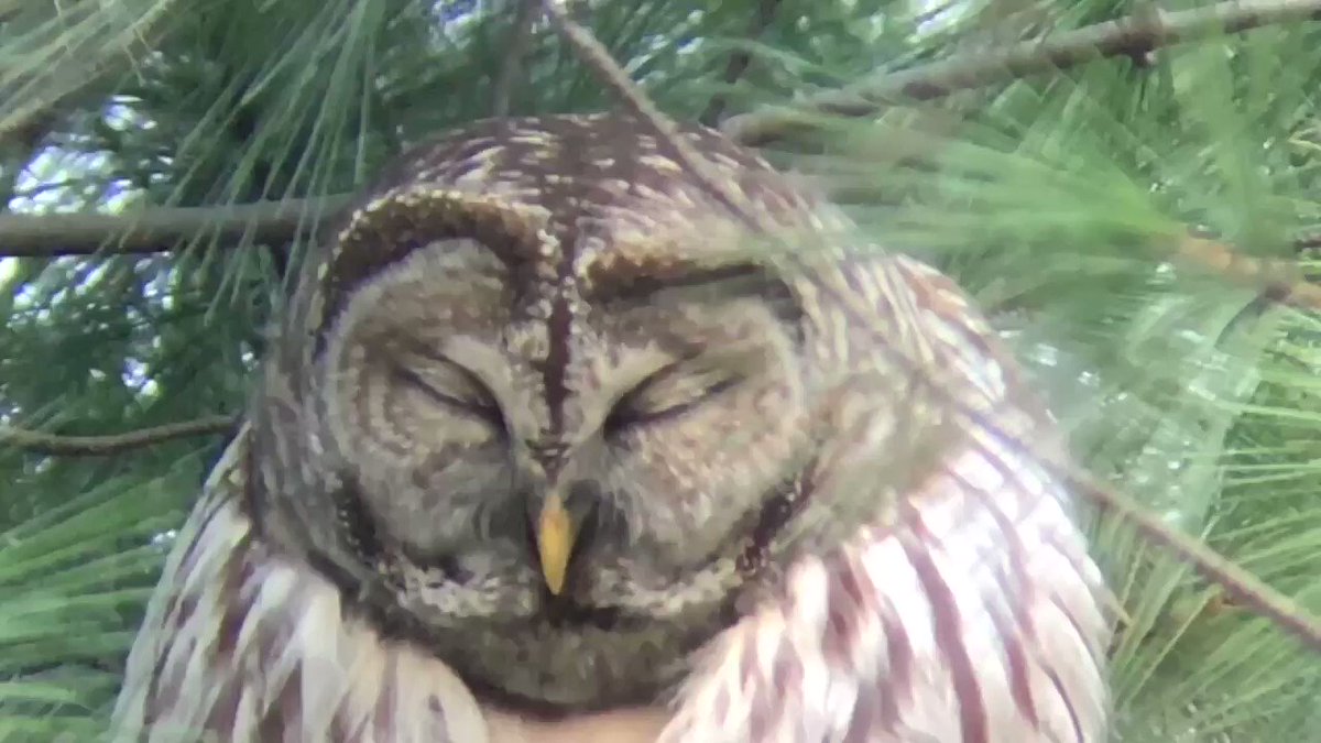 RT @BalliettBrad: I happened upon the Inwood Hill Park Barred Owl mid-scritch https://t.co/Ykk2wRUWv0