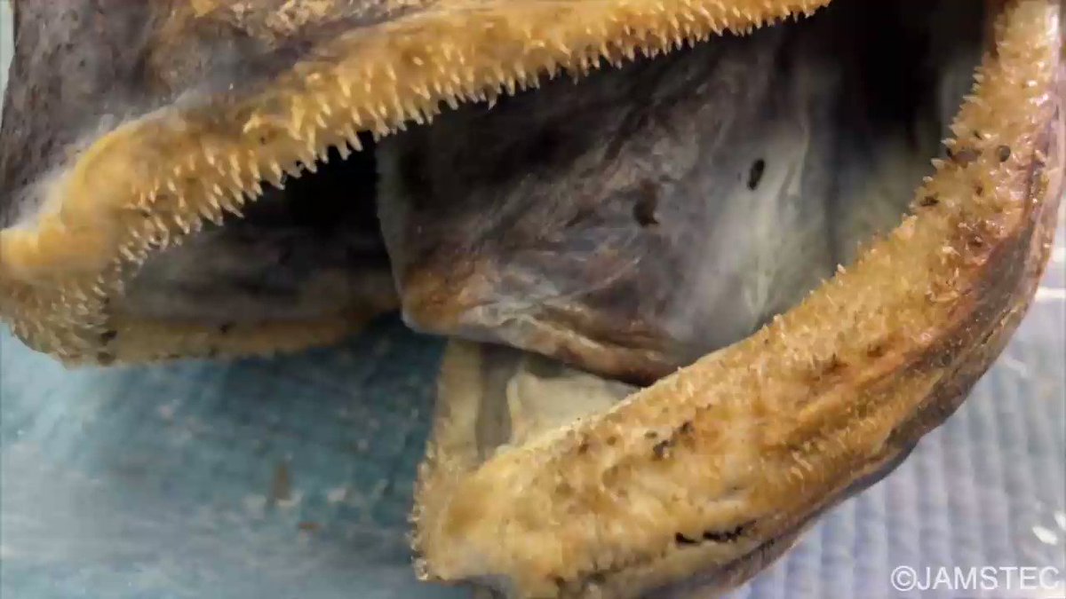 かはく 国立科学博物館公式 こちらの巨大深海魚 ヨコヅナイワシ ですが 特別展 深海17 において セキトリイワシ科の不明種 として紹介された個体です ご覧頂いた方 覚えていらっしゃいますか かはく 国立科学博物館 かはく 国立科学博物館公式 こちらの巨大深海魚 ヨコヅナイワシ ですが 特別展 深海17 において セキトリイワシ科の不明種 として紹介された個体です ご覧頂いた方 覚えていらっしゃいますか かはく 国立科学博物館