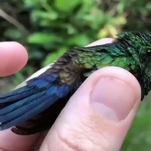 The serenity and the extraordinary beauty of a simple creation by nature... The stunning... hummingbird. 😍 https://t.co/OenxINeUr4