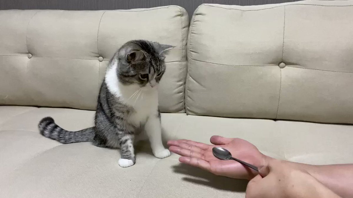 猫もビックリ！手品を見た猫のリアクションが完璧ｗｗ