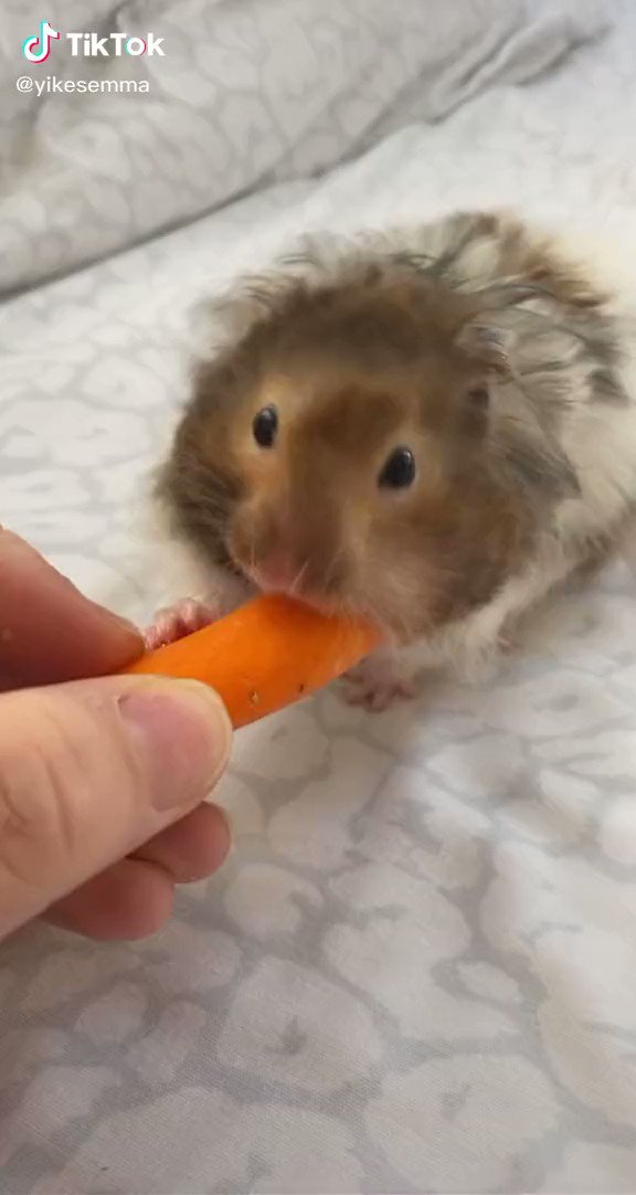 Hamster Of The Day This Hammy Will Stop At Nothing To Get The Whole Damn Carrot Tiktok Yikesemma