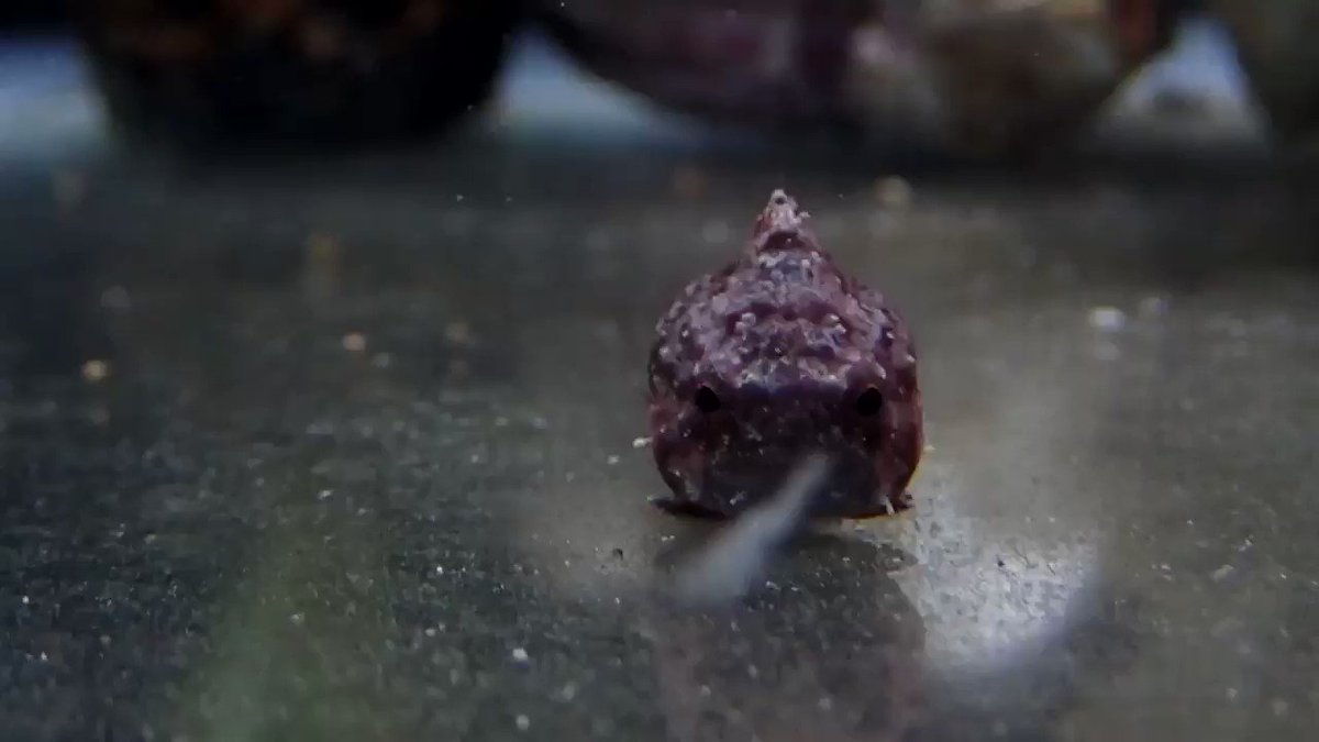ダンゴウオ はこんなにもかわいい 狩りをする姿を見て 話題の画像プラス ダンゴウオ はこんなにもかわいい 狩りをする姿を見て 話題の画像プラス