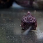 「ダンゴウオ」はこんなにもかわいい・狩りをする姿を見て!