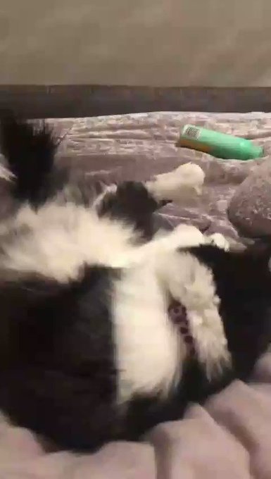 Happy Caturday! Love Minnie xx https://t.co/6pPhJWuOpF<a href="/tag/camgirl"class="tags"><span>#camgirl</span></a>