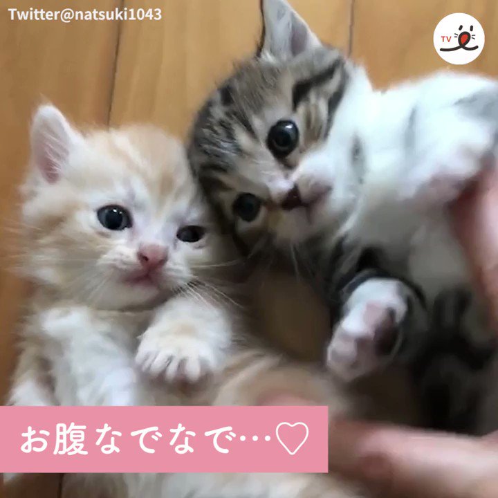 じゅんペコページです。 刺し子ベイカーショートパンツ | Bottoms,ハーフパンツ | | 児島