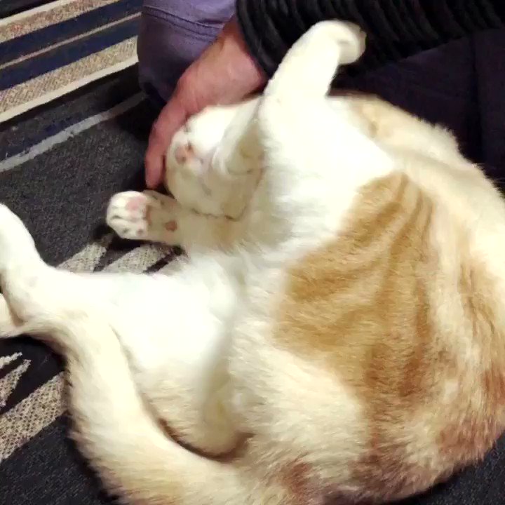 お腹じゃなくて頭を撫でて リラックスしつつも誘導をかける器用な猫さんの動画 頭をナデナデしてもらうのが大好き Togetter