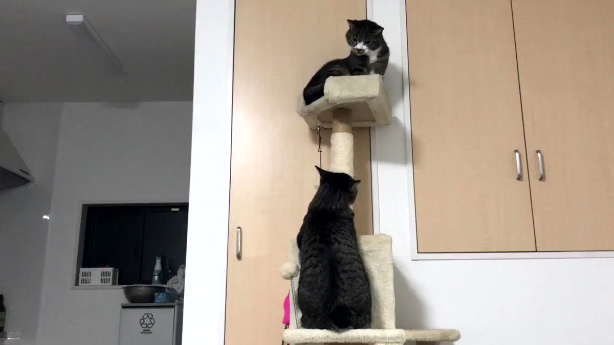 ねこまる様 1096304_n.jpg