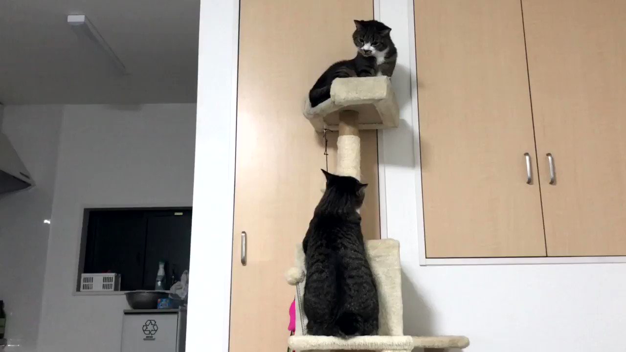ねこまるっ まると(まるっコ·ねこっコ) (@snowshoe_cat) / X