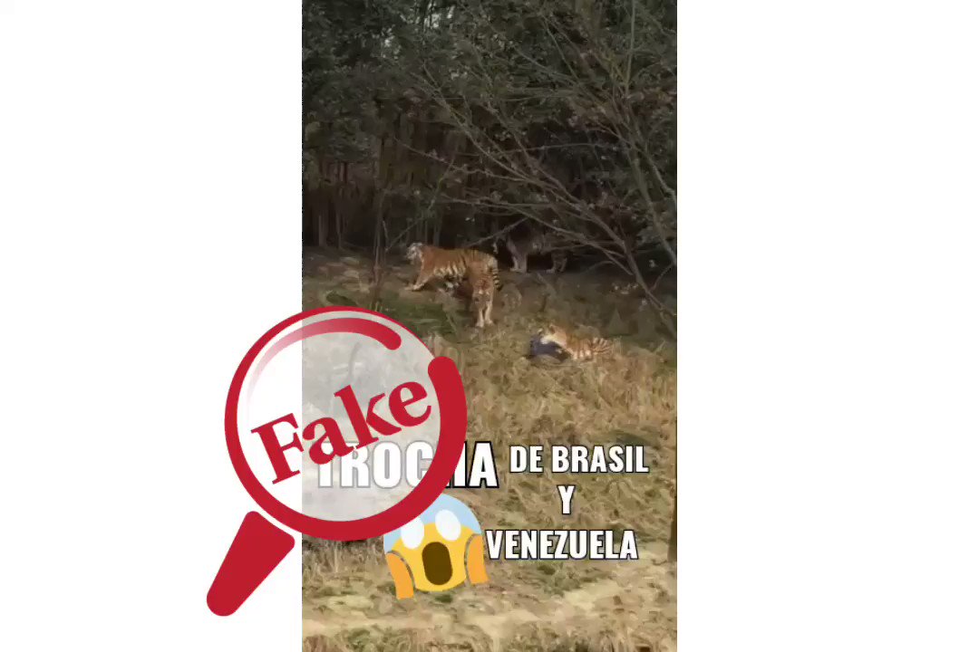 Observatorio Venezolano De Fake News On Twitter Circula Un Video Donde Unos Tigres Atacan A Un Hombre Indica Que Sucedio En Una Trocha Entre Venezuela Y Brasil Fakenews El Video